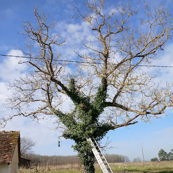 Jardin encombré avant l'abattage d'un arbre en Indre-et-Loire